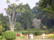 Kasvitieteelinen puutarha Kandyssä